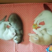 Scottish Fold Golden Tabby - İzmit
