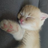 Scottish Fold Golden Tabby - İzmit