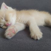 Scottish Fold Golden Tabby - İzmit