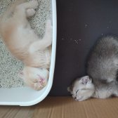 Scottish Fold Golden Tabby - İzmit