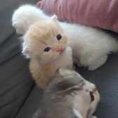 Scottish Fold Golden Tabby - İzmit