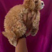 Toy Poodle Yavrularımız