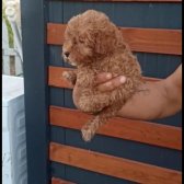 Toy Poodle Yavrularımız