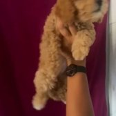 Toy Poodle Yavrularımız