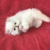 Beyaz Ve Mavi Gözlü İran Yavru Kedi