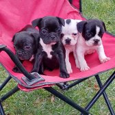Sahibinden French Bulldog Yavruları.