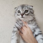 Saf Kan Scottish Fold Long Hair Orijinal Yavrular