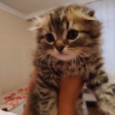 Saf Kan Scottish Fold Long Hair Orijinal Yavrular