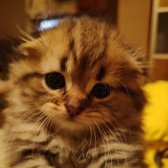 Saf Kan Scottish Fold Long Hair Orijinal Yavrular