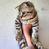 Saf Kan Scottish Fold Long Hair Orijinal Yavrular