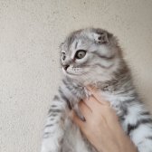 Saf Kan Scottish Fold Long Hair Orijinal Yavrular