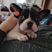 4 Aylık French Bulldog Bebeğimize Yuva