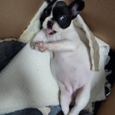 4 Aylık French Bulldog Bebeğimize Yuva