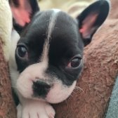 4 Aylık French Bulldog Bebeğimize Yuva