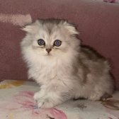 Scottish Fold Longhair Yavrular