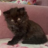 Scottish Fold Longhair Yavrular