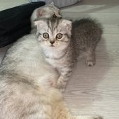 Scottish Fold Longhair Yavrular