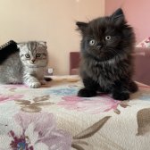 Scottish Fold Longhair Yavrular