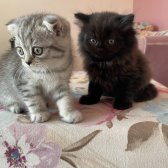 Scottish Fold Longhair Yavrular