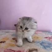 Scottish Fold Longhair Yavrular