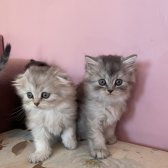 Scottish Fold Longhair Yavrular