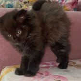 Scottish Fold Longhair Yavrular