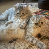 Scottish Fold Longhair Yavrular