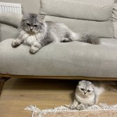 Scottish Fold Longhair Yavrular