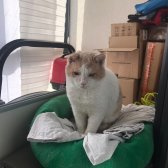 Yaşlı Kedim Baals - Zaruri Sahiplendirme