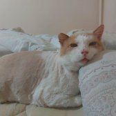 Yaşlı Kedim Baals - Zaruri Sahiplendirme