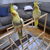 2 Aylık Yavru Sultan Papağanları