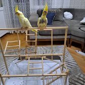 2 Aylık Yavru Sultan Papağanları