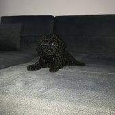 Black Toy Poodle