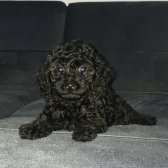 Black Toy Poodle