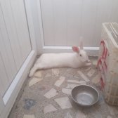 3 Aylık Tuvalet Eğtimli Yanında Yemi Ve Kafesi Verilecek Tavşan Ücretsiz