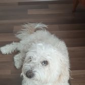 Maltese Terrier ( 5 Yaş )