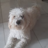 Maltese Terrier ( 5 Yaş )