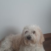 Maltese Terrier ( 5 Yaş )