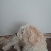 Maltese Terrier ( 5 Yaş )