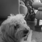 Maltese Terrier ( 5 Yaş )