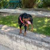 2 Yaşında Rottweiler Bir Dişi Bir Erkek Oscar Ve Eş Sahiplendirilecektir