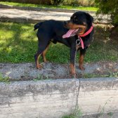 2 Yaşında Rottweiler Bir Dişi Bir Erkek Oscar Ve Eş Sahiplendirilecektir