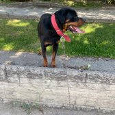 2 Yaşında Rottweiler Bir Dişi Bir Erkek Oscar Ve Eş Sahiplendirilecektir