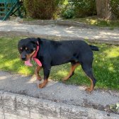 2 Yaşında Rottweiler Bir Dişi Bir Erkek Oscar Ve Eş Sahiplendirilecektir