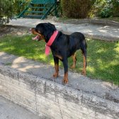 2 Yaşında Rottweiler Bir Dişi Bir Erkek Oscar Ve Eş Sahiplendirilecektir