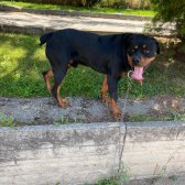 2 Yaşında Rottweiler Bir Dişi Bir Erkek Oscar Ve Eş Sahiplendirilecektir