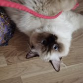 Yurtdışı Şecereli Ragdoll Erkek Yavru Kedi