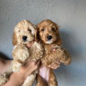 Cockapoo Özel Irk ( Toy Poodle )