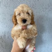 Cockapoo Özel Irk ( Toy Poodle )