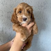 Cockapoo Özel Irk ( Toy Poodle )